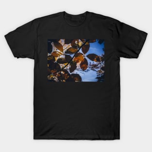 Sunlight And Shadows T-Shirt